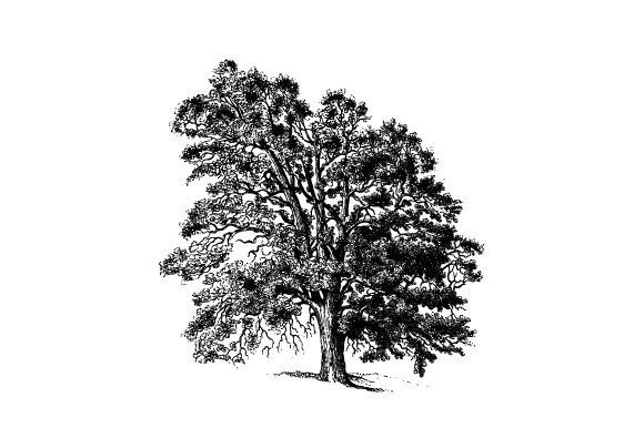 Common Pear Tree Vintage Illustrations: A Designer's Asset