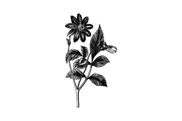 Dahlia Coccinea Vintage Illustrations: Blooming Design Potential