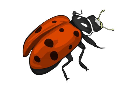 The Allure of Beetle Illustrations: A Designer's Deep Dive
